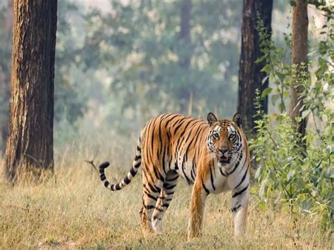 Ranipur Tiger Reserve Indias Rd And Uttar Pradesh S Th Tiger