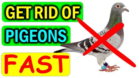 How To Get Rid Of Pigeons From Balcony Roof Windows Naturally