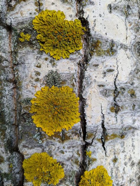 Yellow Moss On The Bark Of An Old Birch Stock Photo Image Of Tree