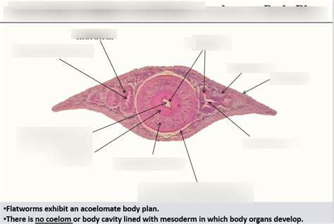 Planaria Cross Section Diagram Quizlet