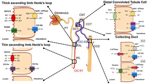 Nephron Physiology Channels