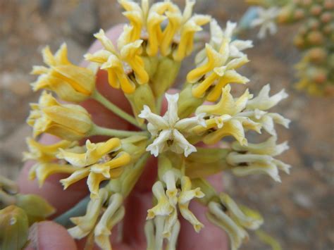 candelilla bronca desde San Quintín B C Mexico el 05 de julio de