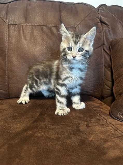 Polydactyl Maine Coon Kittens | Cats & Kittens for Rehoming | Calgary ...