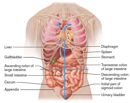 Abdominal Quadrants Organs Flashcards Quizlet