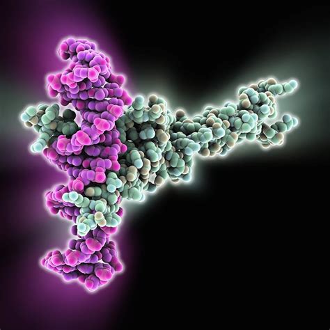 Transcription Factor Complexed With Dna Photograph By Science Photo