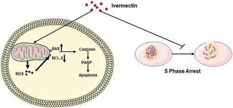 Frontiers Ivermectin Has New Application In Inhibiting Colorectal