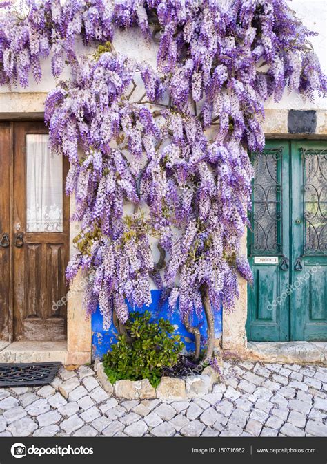 Wisteria plants growing near house — Stock Photo © magdalena