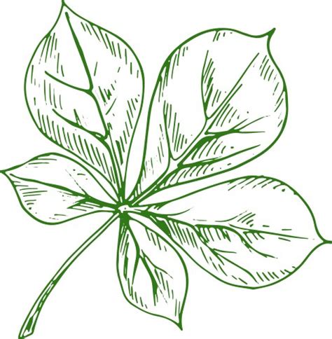 Buckeye Leaf Vector Images (over 140)