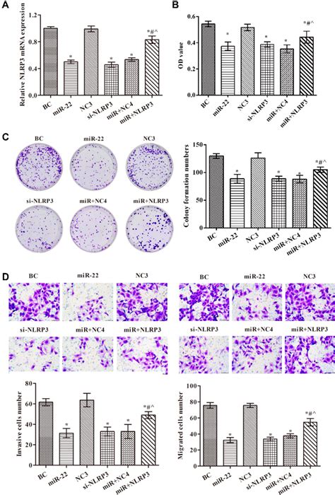 Mir Overexpression Inhibited Proliferation Migration And Invasion