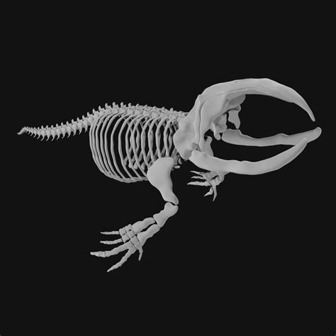 3D Bowhead Whale Skeleton - TurboSquid 1974967