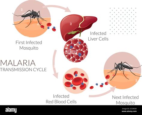 Malaria Transmission Stock Vector Images Alamy