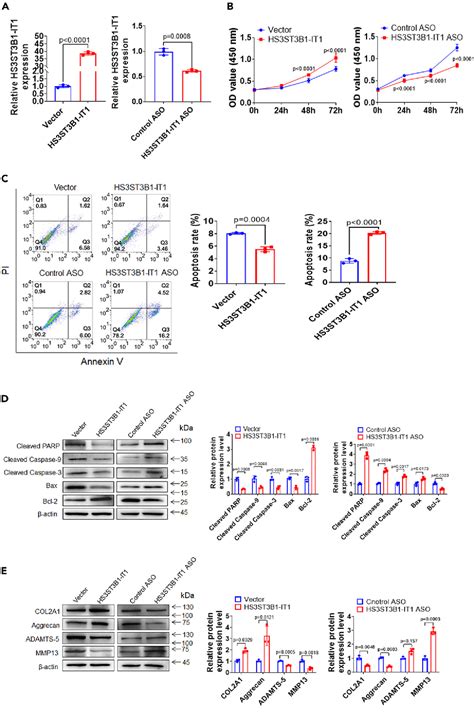 Figure 2 From ALKBH5 Mediated M6A Demethylation Of HS3ST3B1 IT1