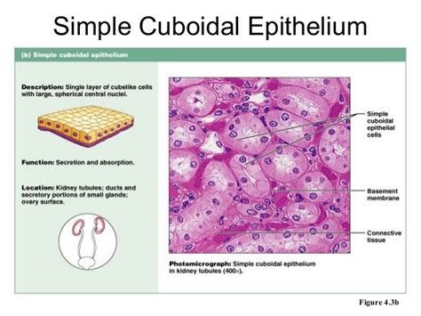 Histology Epithelial Tissue Simple Cuboidal Tissue Biology Basic Anatomy And Physiology