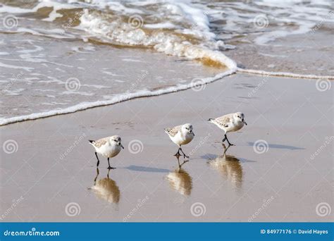 Sandpipers Walking In Unison On The Southern California Beach Stock