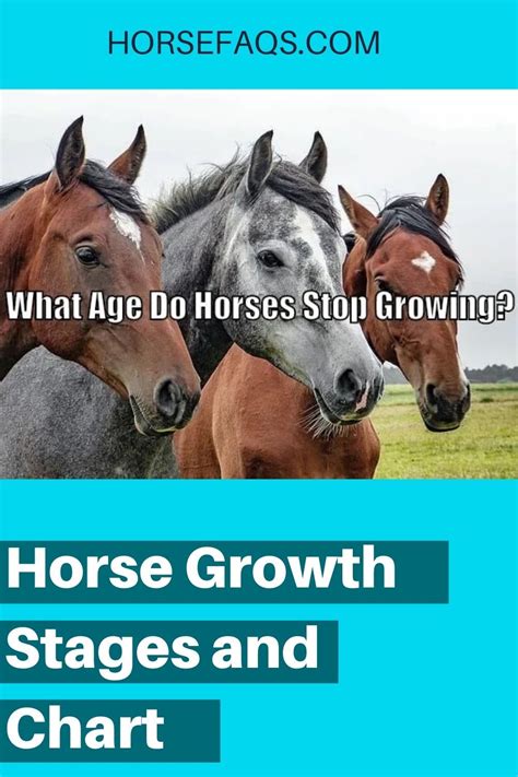 What Age Do Horses Stop Growing Horse Growth Stages And Chart