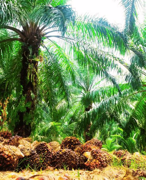 Malaysian Palm Oil Mtm Nargis Enterprise