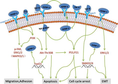 Frontiers Insulin Like Growth Factor Binding Proteins In Kidney Disease