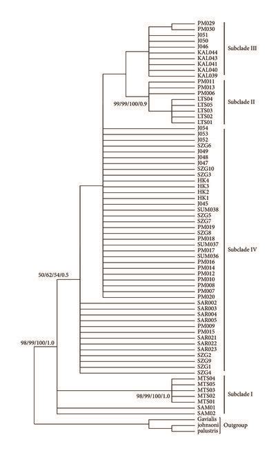 Maximum Parsimony Of The Majority Rule Consensus Tree Of Mtdna Cyt