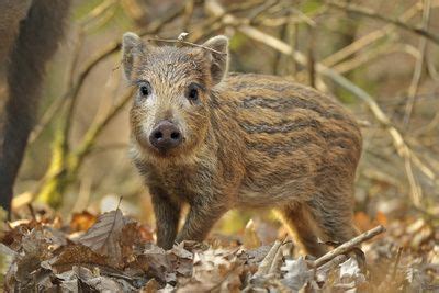 Wie Gef Hrlich Sind Wildschweine Wildschwein Schwein Wild