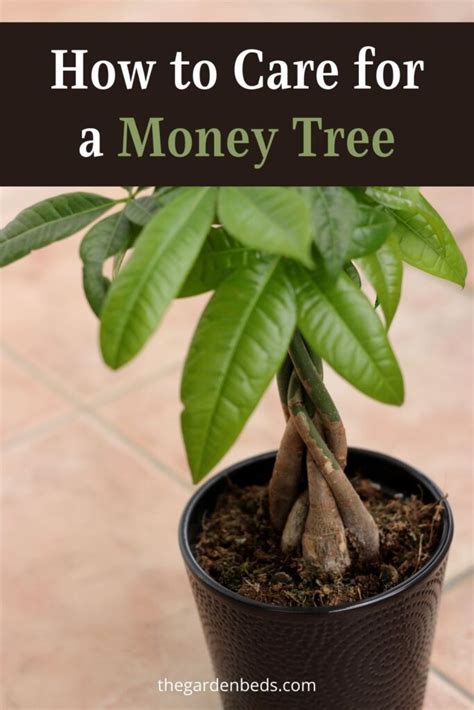 How To Care For A Money Tree Garden Beds