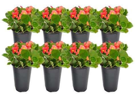 Costa Farms Live Outdoor 7in Tall Red Wax Begonia Partial Shade