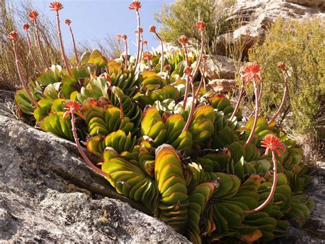 Kumara Haemanthifolia Haemanthus Leaf Aloe World Of Succulents