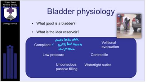 Micturition And Incontinence Flashcards Quizlet