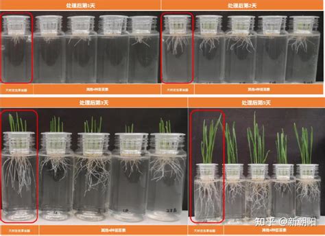 芸苔素：抗低温、抗干旱、保花保果、改善品质 天然芸苔素甾醇应用前景广阔 知乎