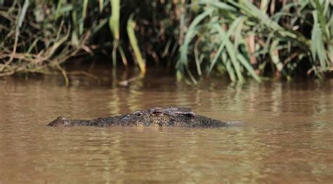 Bfokus Sawit Kinabalu Mpogcf Conserving Endangered Wildlife Around