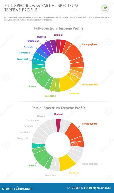 Full Specturm Of The Cannabis Plant Vertical Business Infographic Stock
