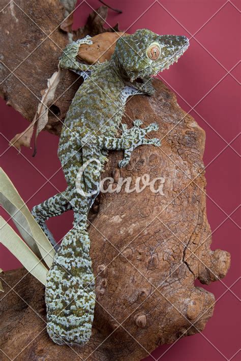 Giant Leaf Tailed Gecko Original Image From The Collection Of The