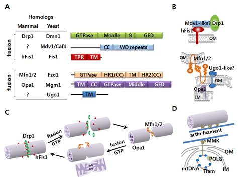 The Mammalian Mitochondrial Machinery For Fission And Fusion A