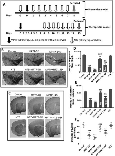 Ntz Mitigates Mptp Induced Loss Of Th Neurons And Locomotor Activity In