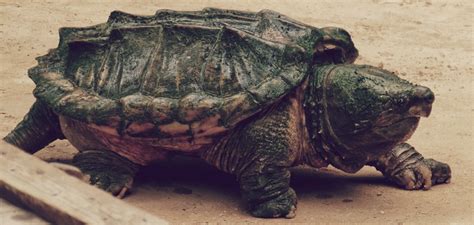 Sureste Sal N Boicotear Cuales Son Las Tortugas Mas Grandes Del Mundo