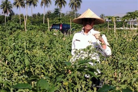 Distanbun Ntb Berupaya Pelihara Dan Rawat Tanaman Ntbsatu