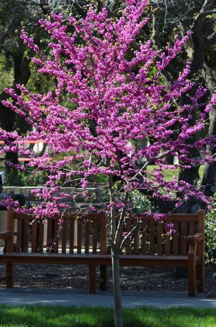 Practical spring flowering trees – Artofit