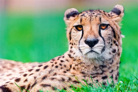 Beautiful Cheetah Animal Wallpapers Wallpaper Cave