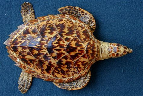 Hawksbill Sea Turtle Eretmochelys Imbricata Sea Turtle Camp