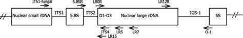 Diagram Of Rdna Repeat The Arrows Correspond To The Annealing Sites