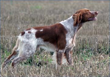 Brittany Spaniel Duck Hunting