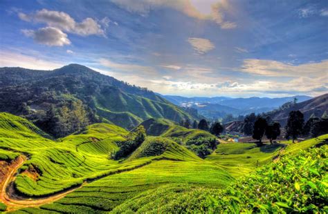 From Kuala Lumpur Cameron Highlands Full Day Tour Getyourguide