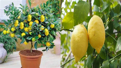 Impara Passo Dopo Passo Come Coltivare Un Albero Di Limone In Un Vaso