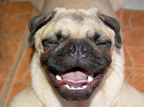 laughing-pug : pug