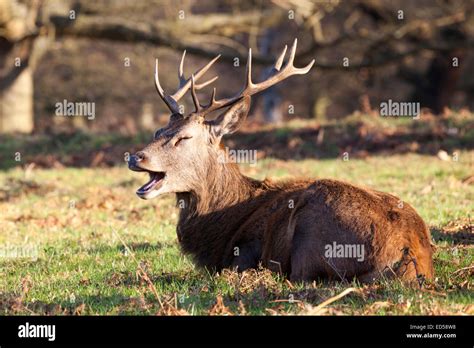 Red Deer Cervus Elaphus Stag Hart With Fully Grown Antlers Resting