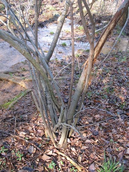 Salix nigra (Black Willow) | North Carolina Extension Gardener Plant Toolbox