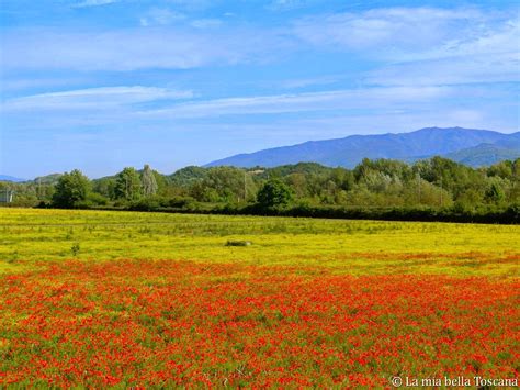 I Fiori Di Primavera Nella Valle Dellarno La Mia Bella Toscana