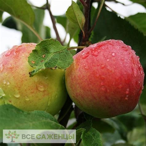 Цена на Яблоня Мантет - купить саженцы