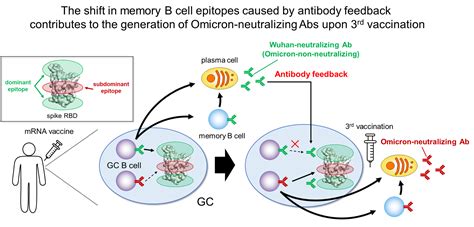 Antibody Feedback Contributes To The Development Of Omicron Reactive Memory B Cells Inoue