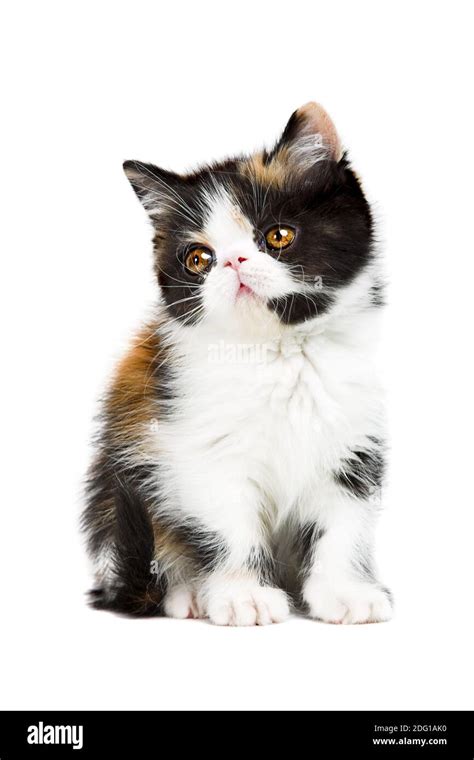 Tortoiseshell persian cat Stock Photo - Alamy