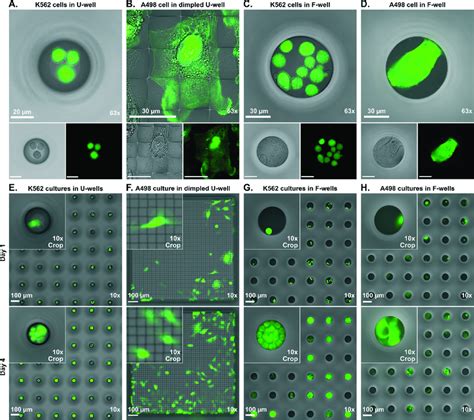 High Magnification Bright Field And Fluorescence Imaging Of Live